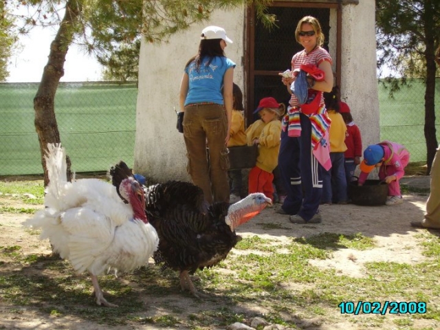 con las gallinas